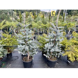 Smrek pichľavý (Picea Pungens) ´HOOPSII´ - výška 120-150 cm, kont. C20L